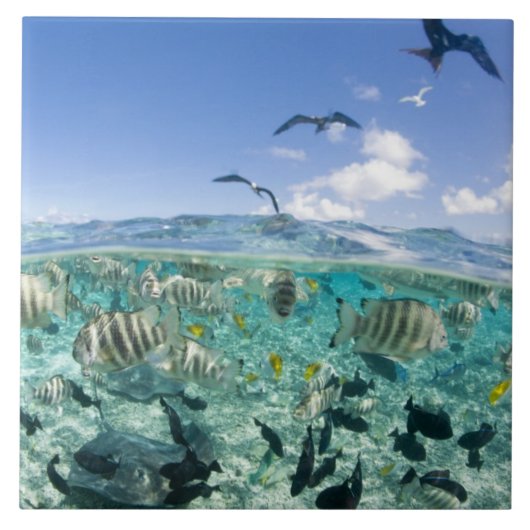 スティングレイを使ったラグーンサファリ旅行 タイル (正面)