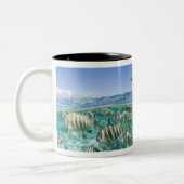 スティングレイを使ったラグーンサファリ旅行 ツートーンマグカップ (左)