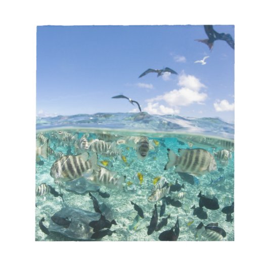 スティングレイを使ったラグーンサファリ旅行 ノートパッド (正面)