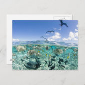 スティングレイを使ったラグーンサファリ旅行 ポストカード (正面/裏面)