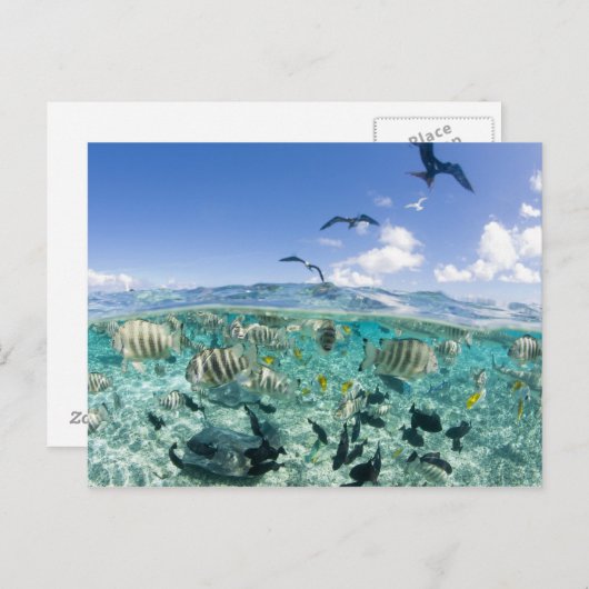 スティングレイを使ったラグーンサファリ旅行 ポストカード (正面/裏面)