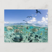 スティングレイを使ったラグーンサファリ旅行 ポストカード (正面)