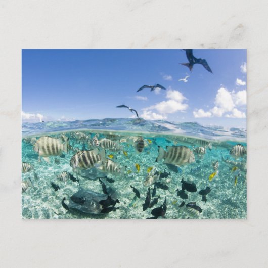 スティングレイを使ったラグーンサファリ旅行 ポストカード (正面)