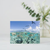 スティングレイを使ったラグーンサファリ旅行 ポストカード (スタンド正面)