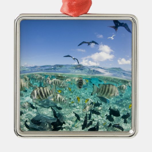 スティングレイを使ったラグーンサファリ旅行 メタルオーナメント (正面)