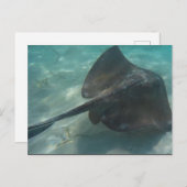 スティングレイ葉書 ポストカード (正面/裏面)