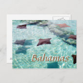 スティングレイ ポストカード (正面/裏面)