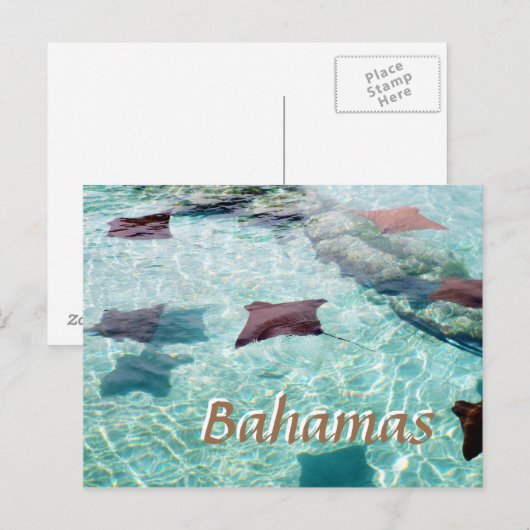 スティングレイ ポストカード (正面/裏面)