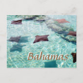 スティングレイ ポストカード (正面)