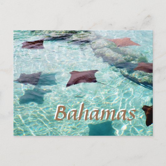 スティングレイ ポストカード (正面)