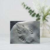 スティングレイ ポストカード (スタンド正面)