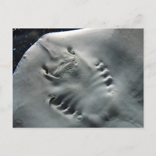 スティングレイ ポストカード (正面)