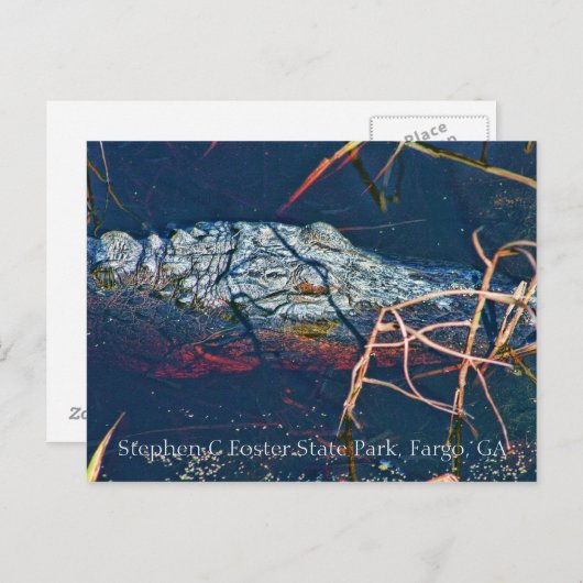スティーブンCフォスター州パーク，ゲーター ポストカード (正面/裏面)