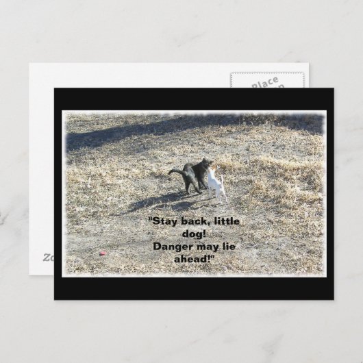 ステイバックリトルドッグ葉書 ポストカード (正面/裏面)