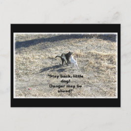 ステイバックリトルドッグ葉書 ポストカード