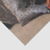 ステイフィーはビーチカニと友達だ 薄葉紙 (詳細)