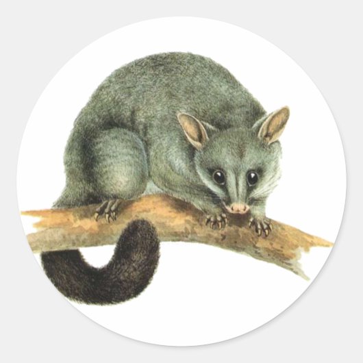 ステッカーシート – cooloy possum ラウンドシール (正面)
