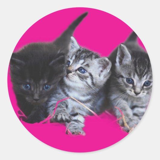 ステッカー猫好き ラウンドシール (正面)