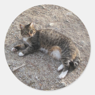 ステッカー:タビー猫のお休み ラウンドシール