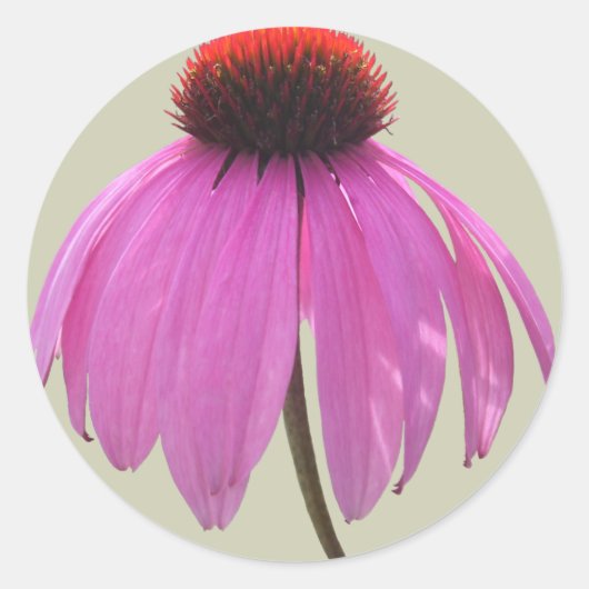 ステッカー – 紫色のベニバナ – Echinacea (正面)