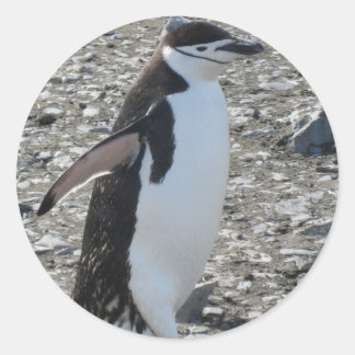 ステッカー: Chinstrap Penguin ラウンドシール