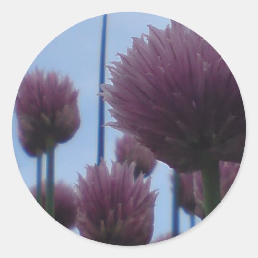 ステッカー – Chives Image 1 (正面)