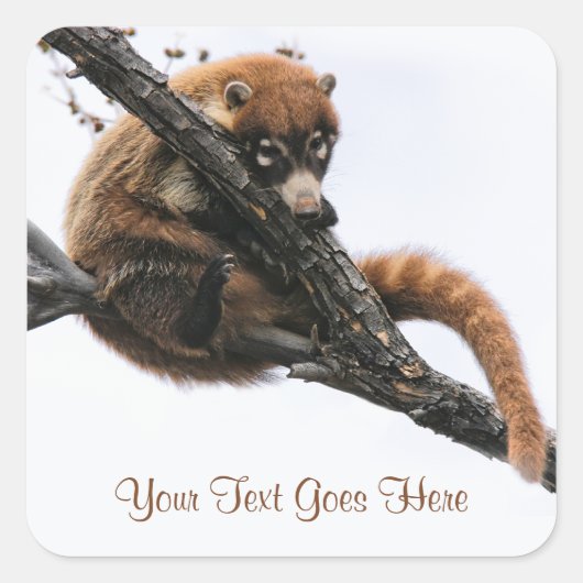 ステッカー: Coatimundi #5 (Square) スクエアシール (正面)