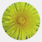 ステッカー – Dandelion (正面)