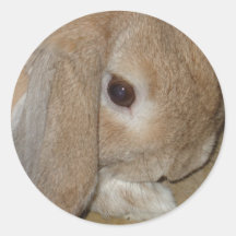 ステッカー – Lop Eared Dwarf Rabbit
