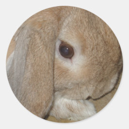 ステッカー – Lop Eared Dwarf Rabbit