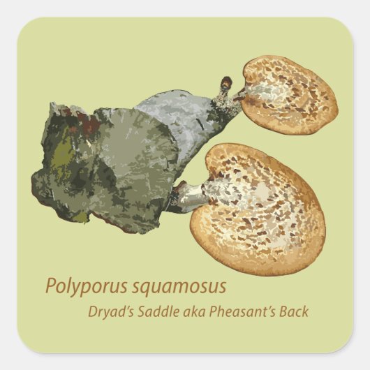ステッカーDryad's Saddle Polyporus squamosus スクエアシール (正面)