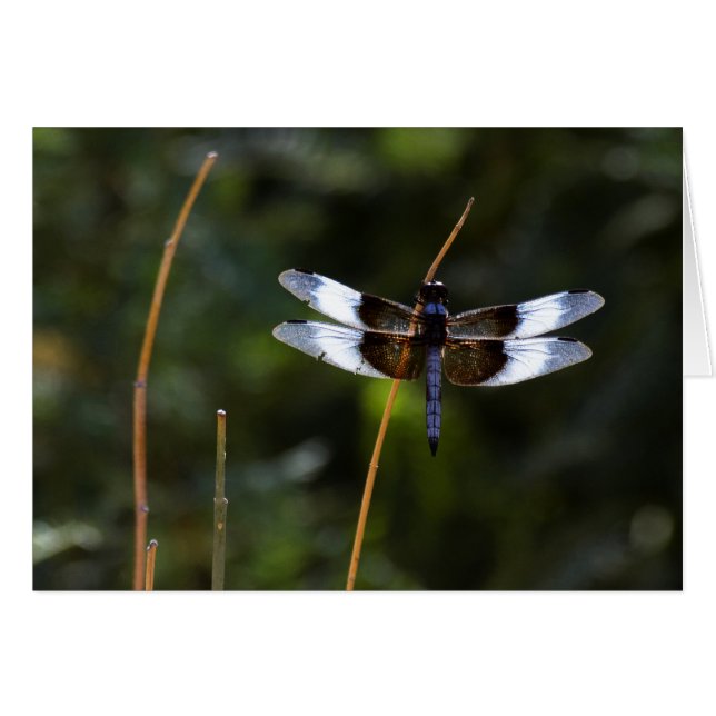 ステッキに乗ったスキマー・ドラゴンフライ（男性） (正面横)