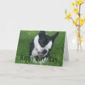 ステッキを楽しむエマ・ザ・ボストン・テリア カード (黄色い花)