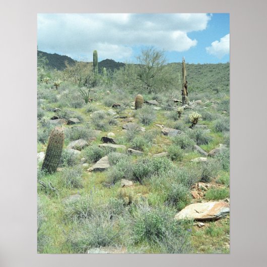 ステッピングストーンソノラン砂漠ポスターアートプリント ポスター (正面)