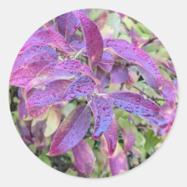 ステッ離れクの紫 ラウンドシール