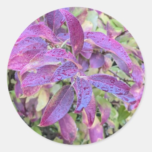 ステッ離れクの紫 ラウンドシール (正面)