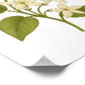 ステファノティス – 結婚の幸せ ポスター (角)