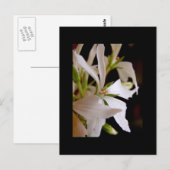 ステラゼラニウムヴェクティスグリッター ポストカード (正面/裏面)