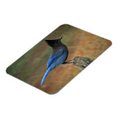 ステラーのカケス(シanositta steleri) マグネット (左側)