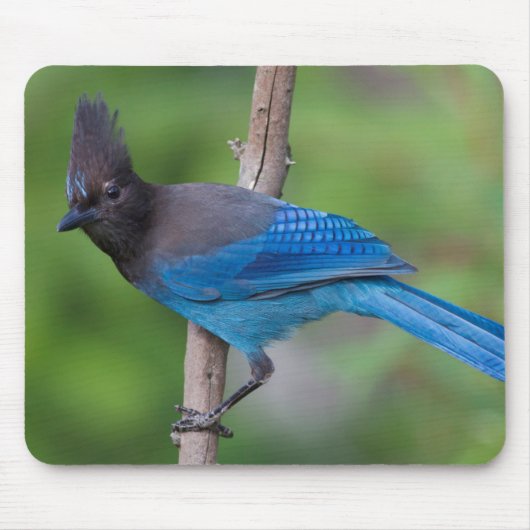 ステラーズカヤツリガイ1 マウスパッド (正面)