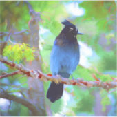 ステラーズジェイ絵画ズ – Bird Artオリジナル シール (正面)