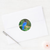 ステラーズジェイ絵画ズ – Bird Artオリジナル ラウンドシール (封筒)