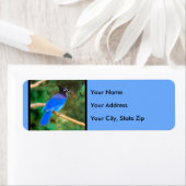 ステラーズジェイ絵画ズ – Bird Artオリジナル ラベル (インサイチュ)