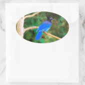 ステラーズジェイ絵画ズ – Bird Artオリジナル 楕円形シール (バッグ)