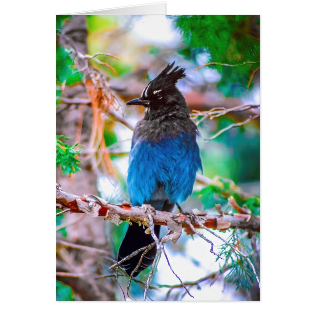 ステラーズジェイ – オリジナル写真 (正面)