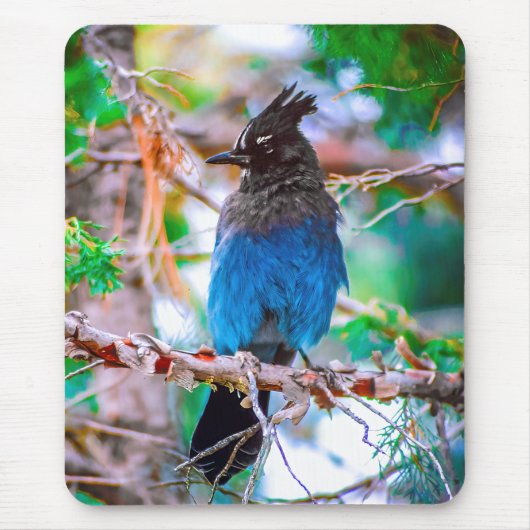 ステラーズジェイ – オリジナル写真 マウスパッド (正面)