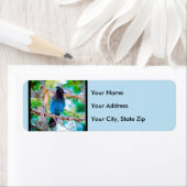 ステラーズジェイ – オリジナル写真 ラベル (インサイチュ)