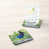 ステラーズジェイ コースター (右側)