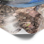 ステラーズジェイ フォトプリント            (角)