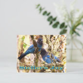 ステラーズジェイ ポストカード (スタンド正面)